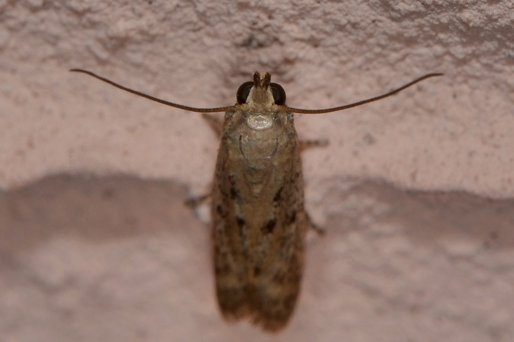 Da identificare - Cfr. Phycitodes inquinatella